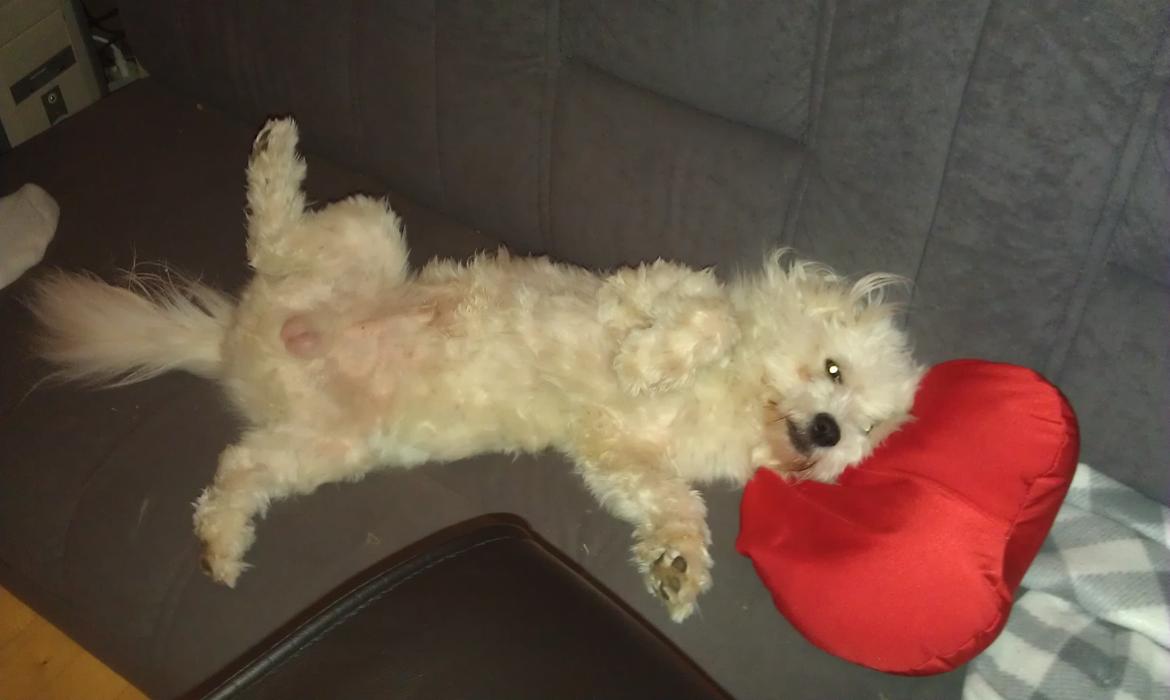 Coton de tulear Knud billede 10