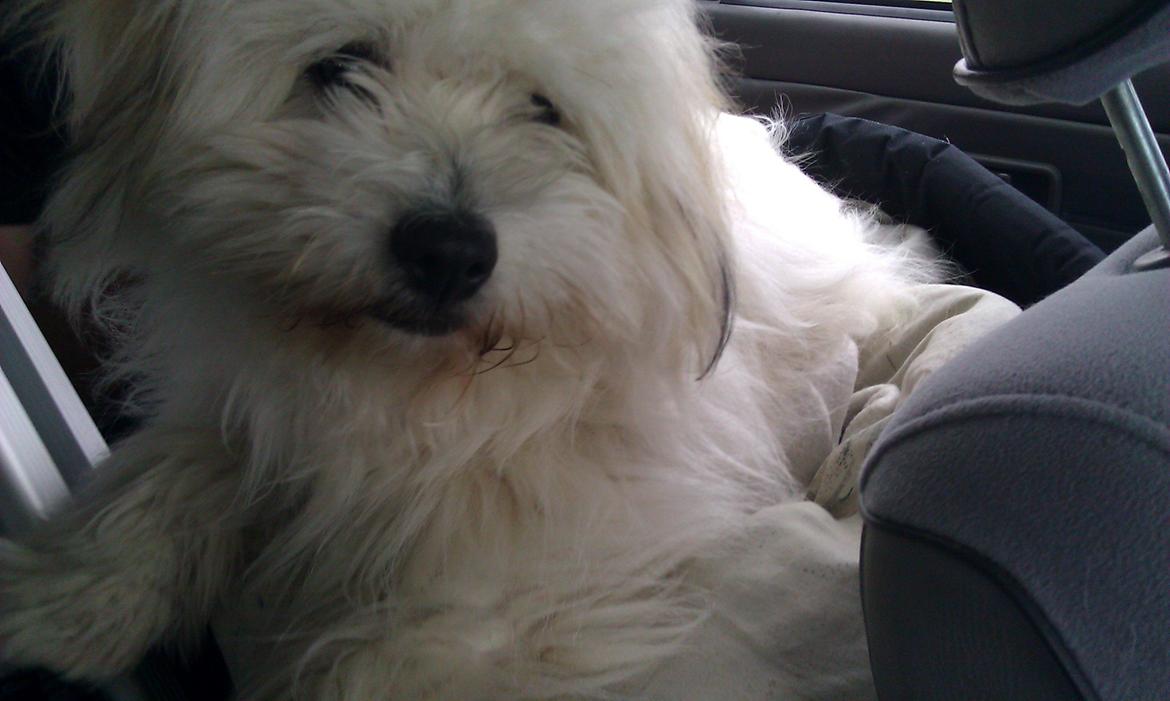 Coton de tulear Knud billede 4