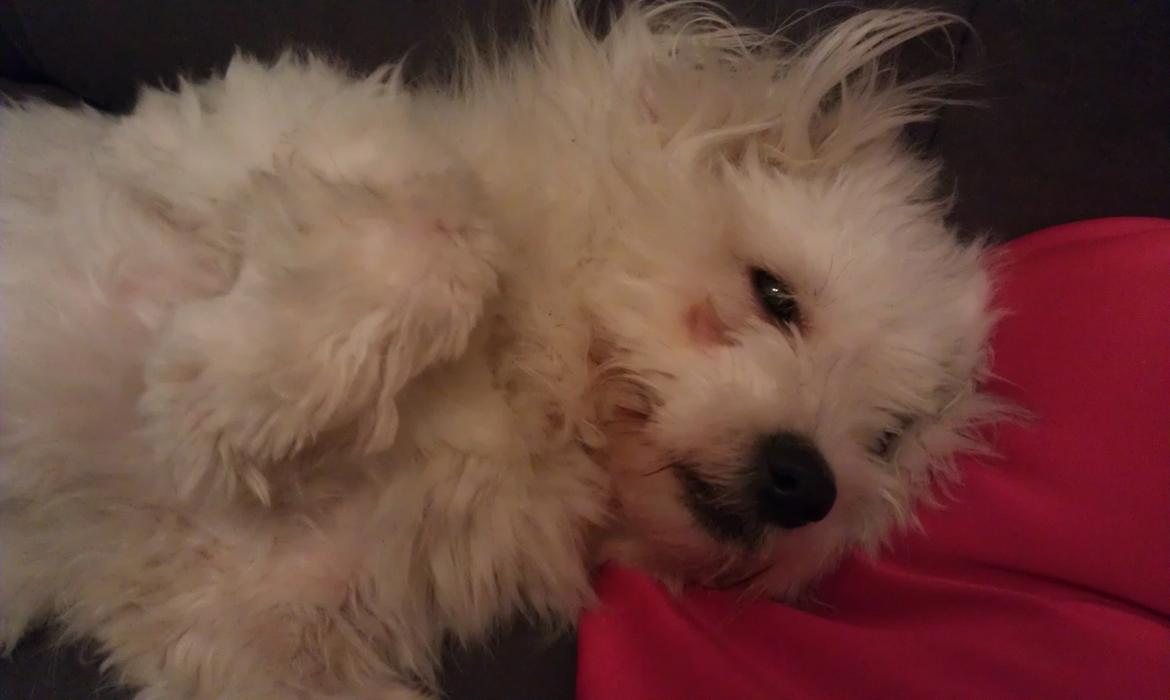 Coton de tulear Knud billede 11