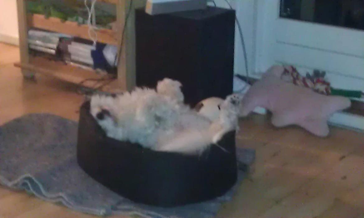 Coton de tulear Knud billede 13