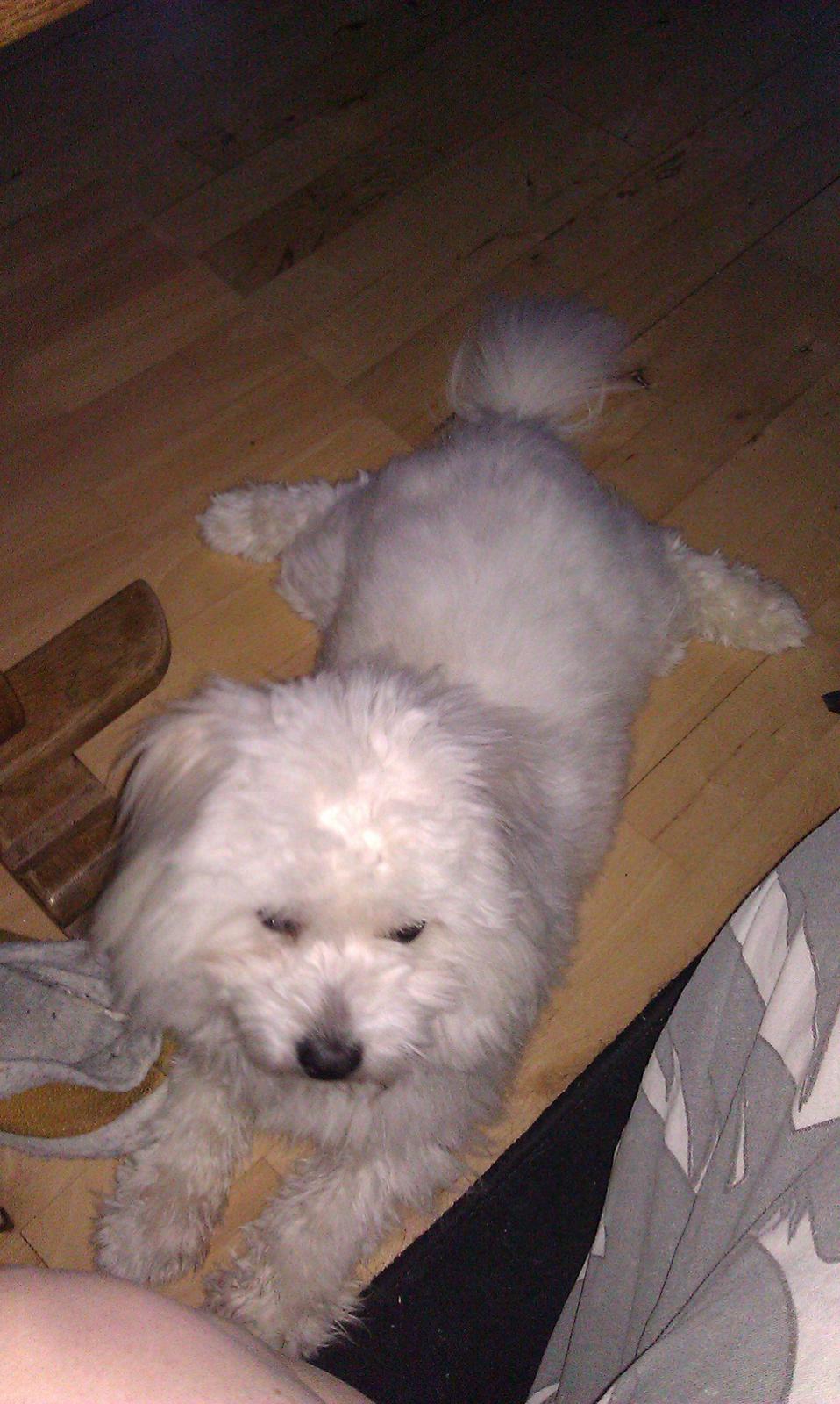 Coton de tulear Knud billede 14