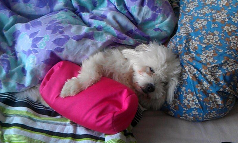 Coton de tulear Knud billede 16