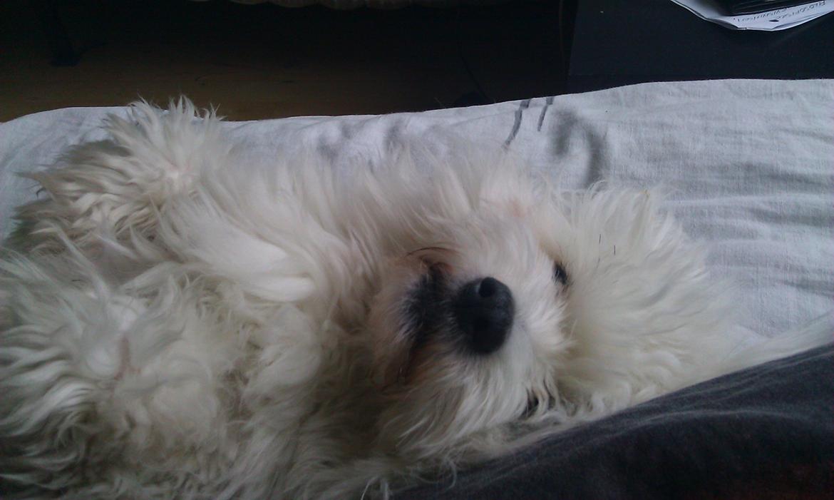 Coton de tulear Knud billede 17