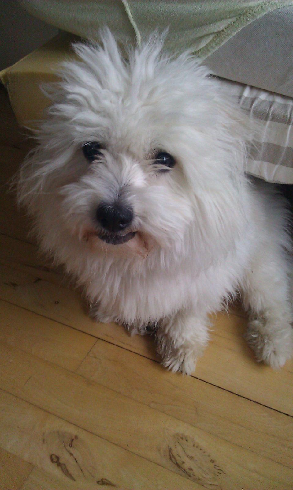 Coton de tulear Knud billede 18
