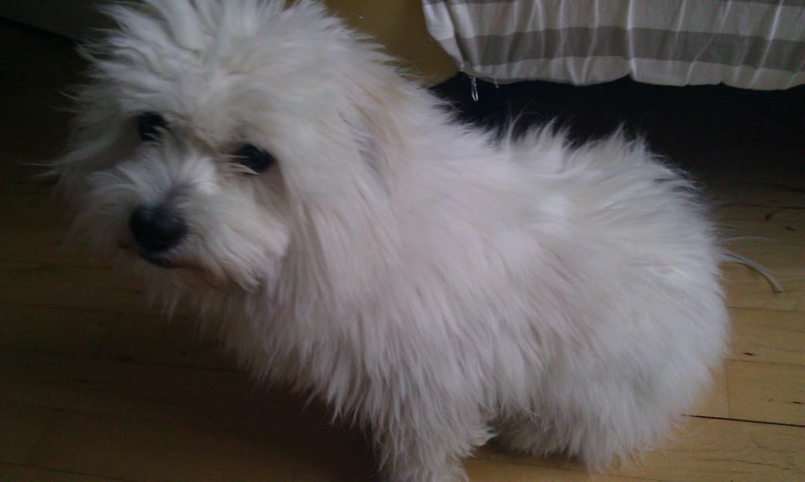 Coton de tulear Knud billede 19