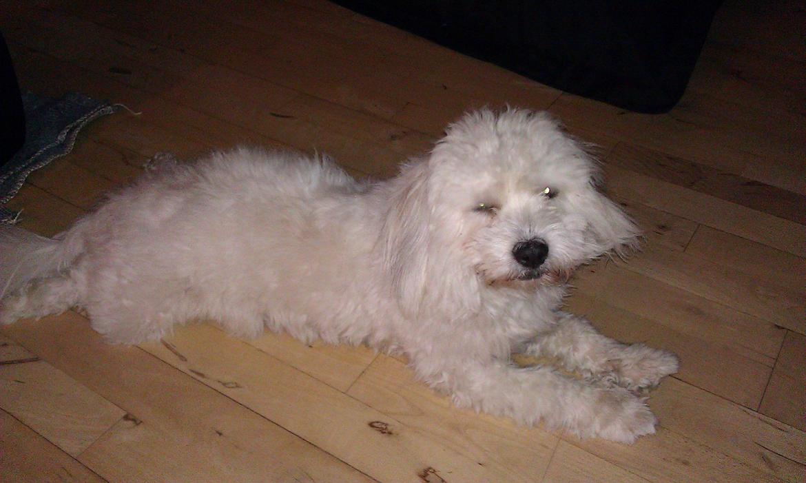 Coton de tulear Knud billede 12
