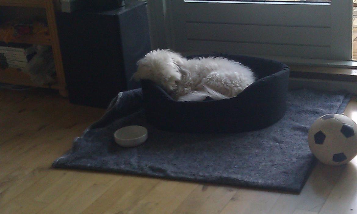 Coton de tulear Knud billede 21