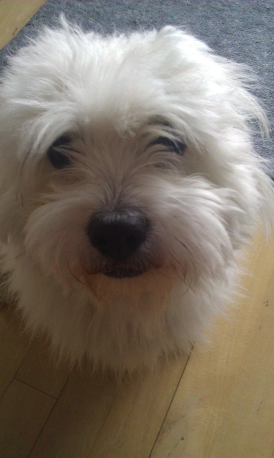 Coton de tulear Knud billede 22