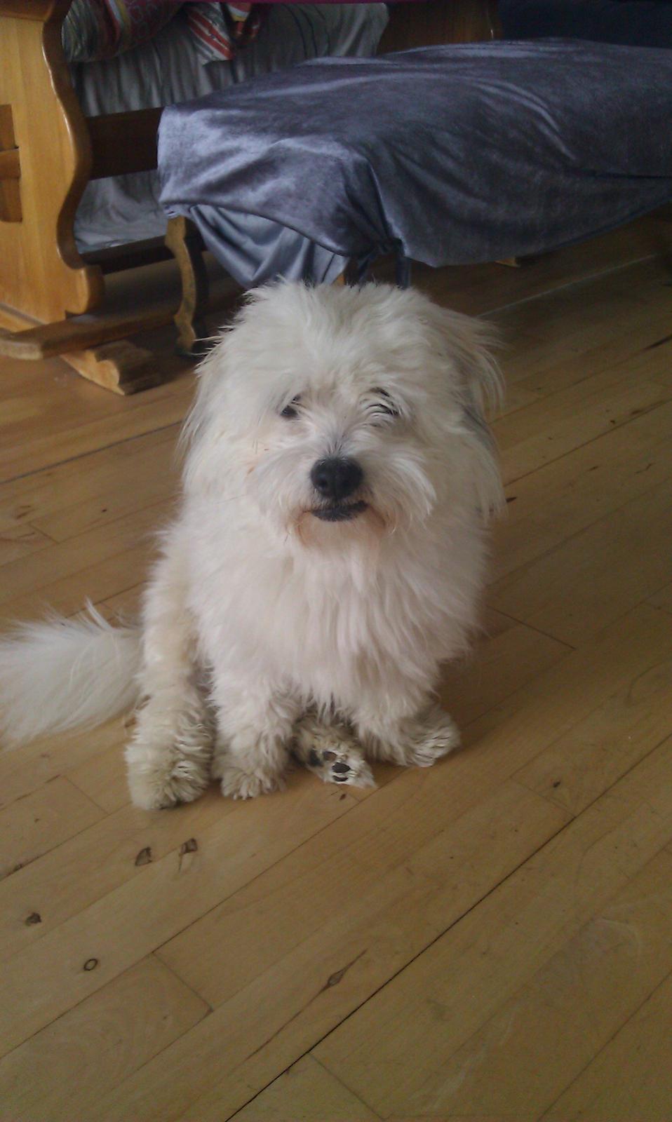 Coton de tulear Knud billede 23
