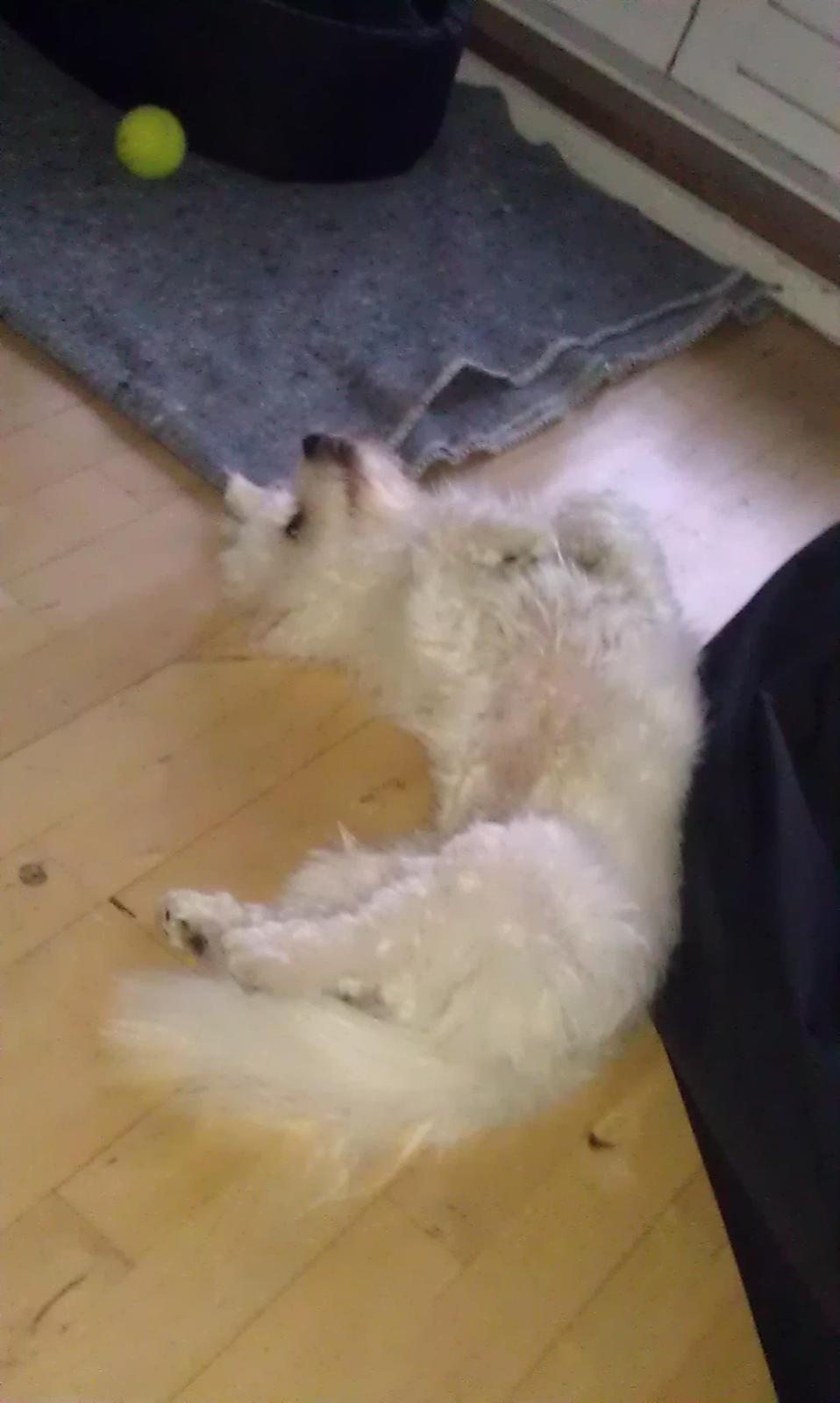 Coton de tulear Knud billede 24