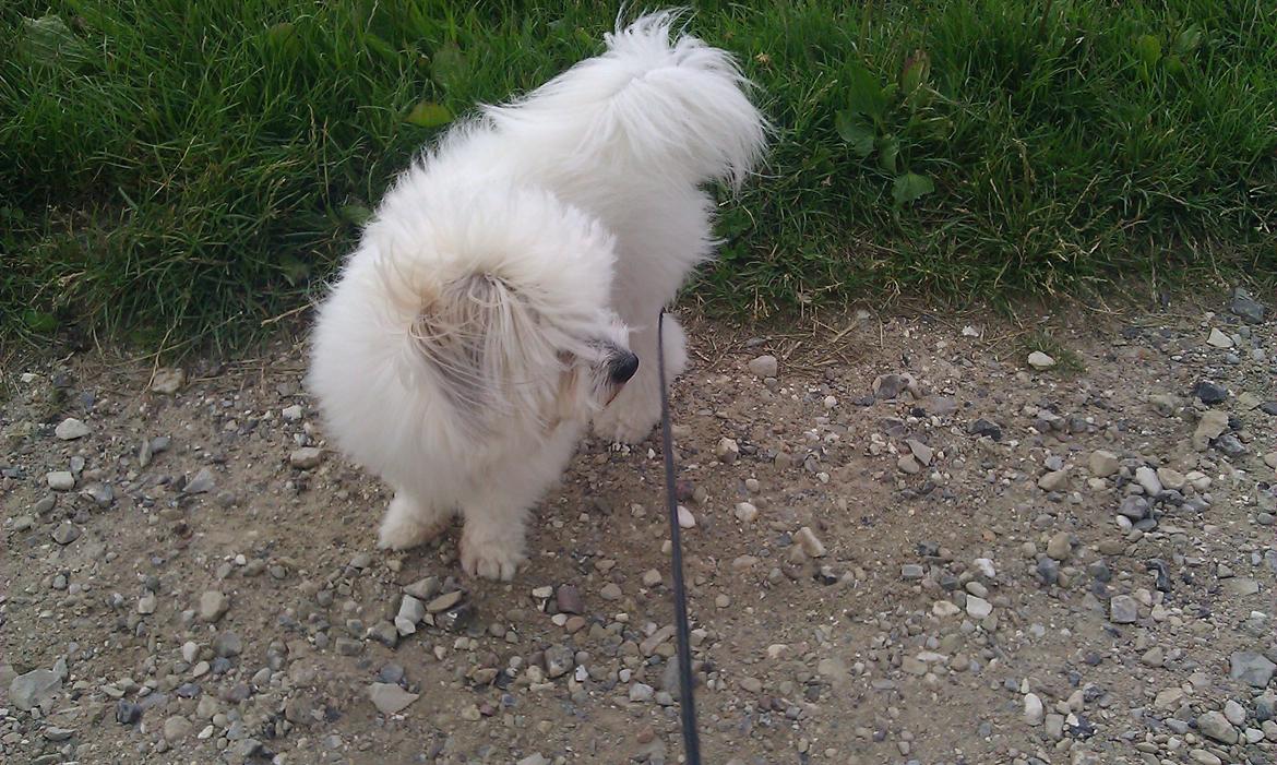 Coton de tulear Knud billede 25