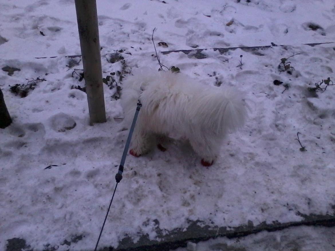 Coton de tulear Knud billede 26