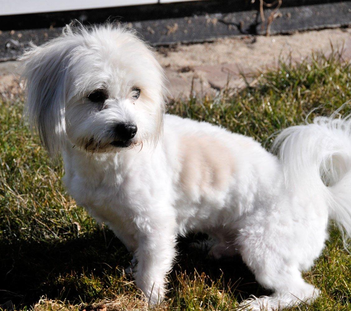 Coton de tulear Knud billede 2