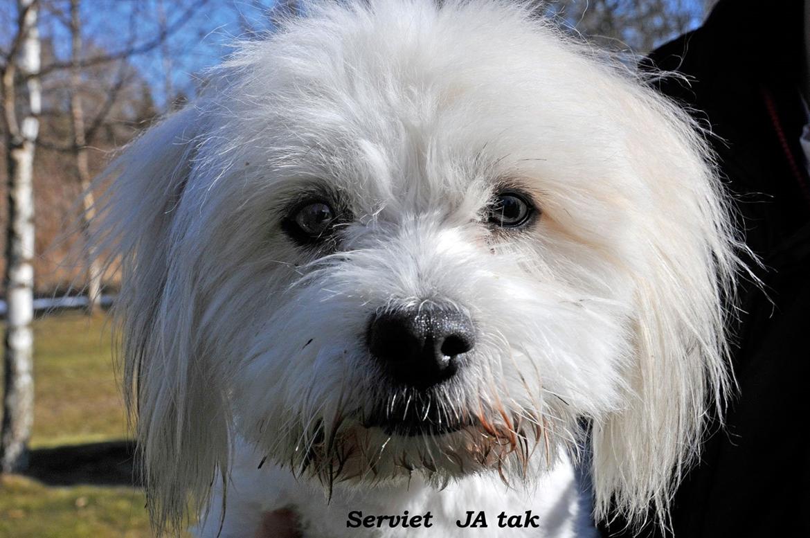 Coton de tulear Knud billede 1