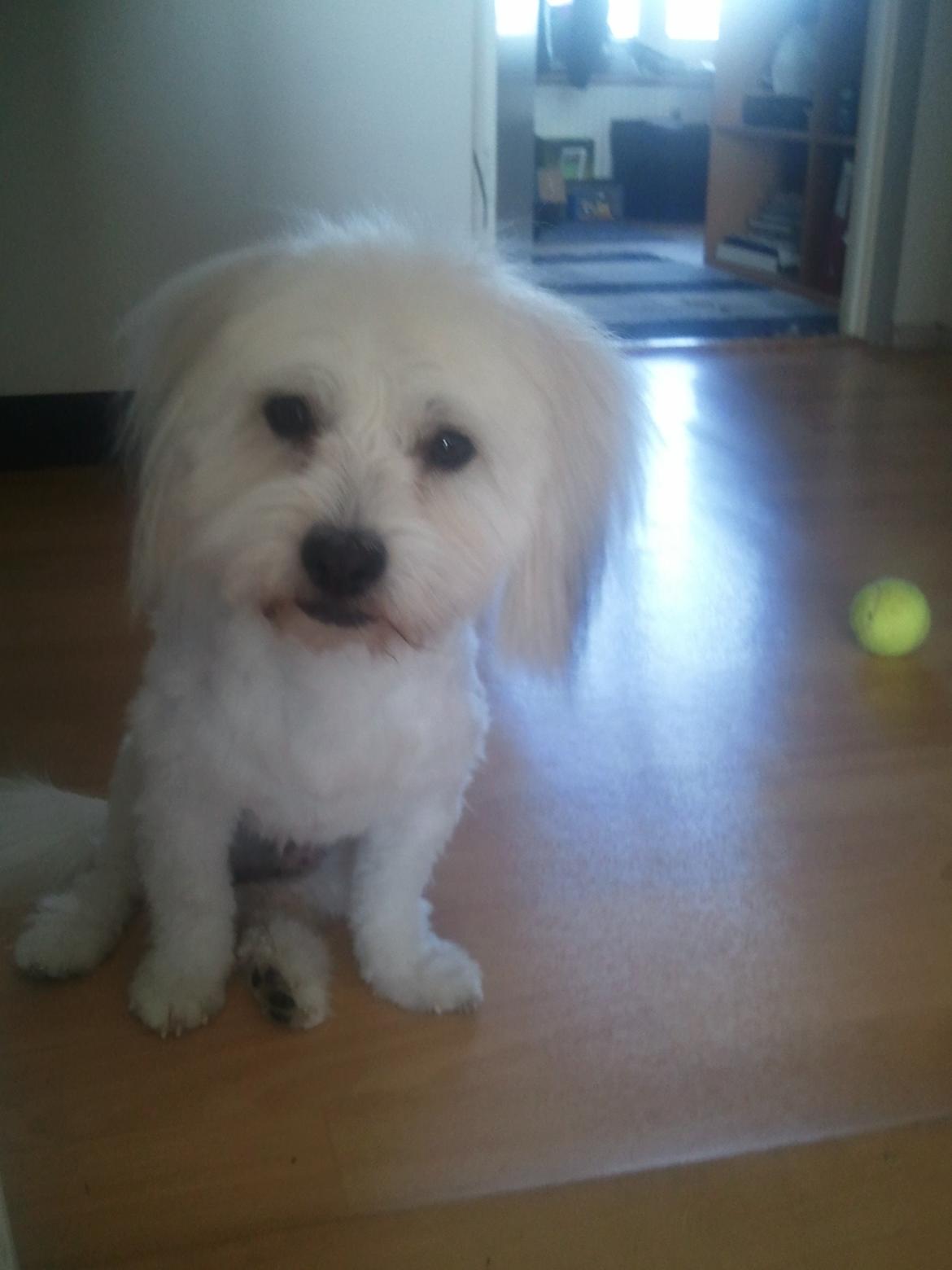 Coton de tulear Knud billede 27