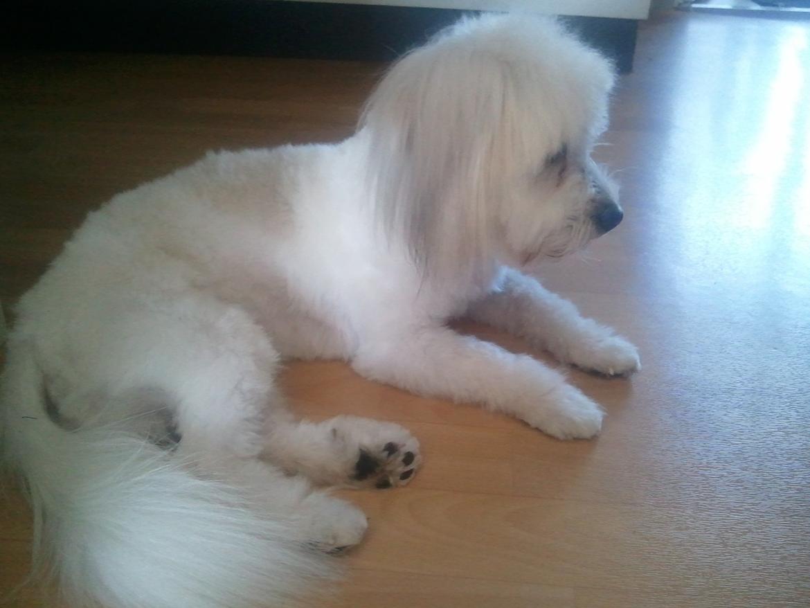 Coton de tulear Knud billede 28