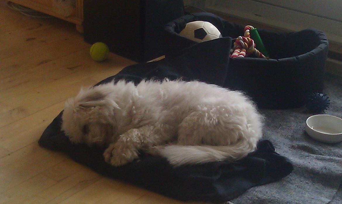 Coton de tulear Knud billede 20