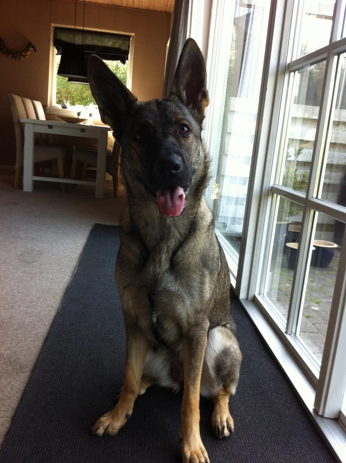 Schæferhund Abardi Luna billede 1