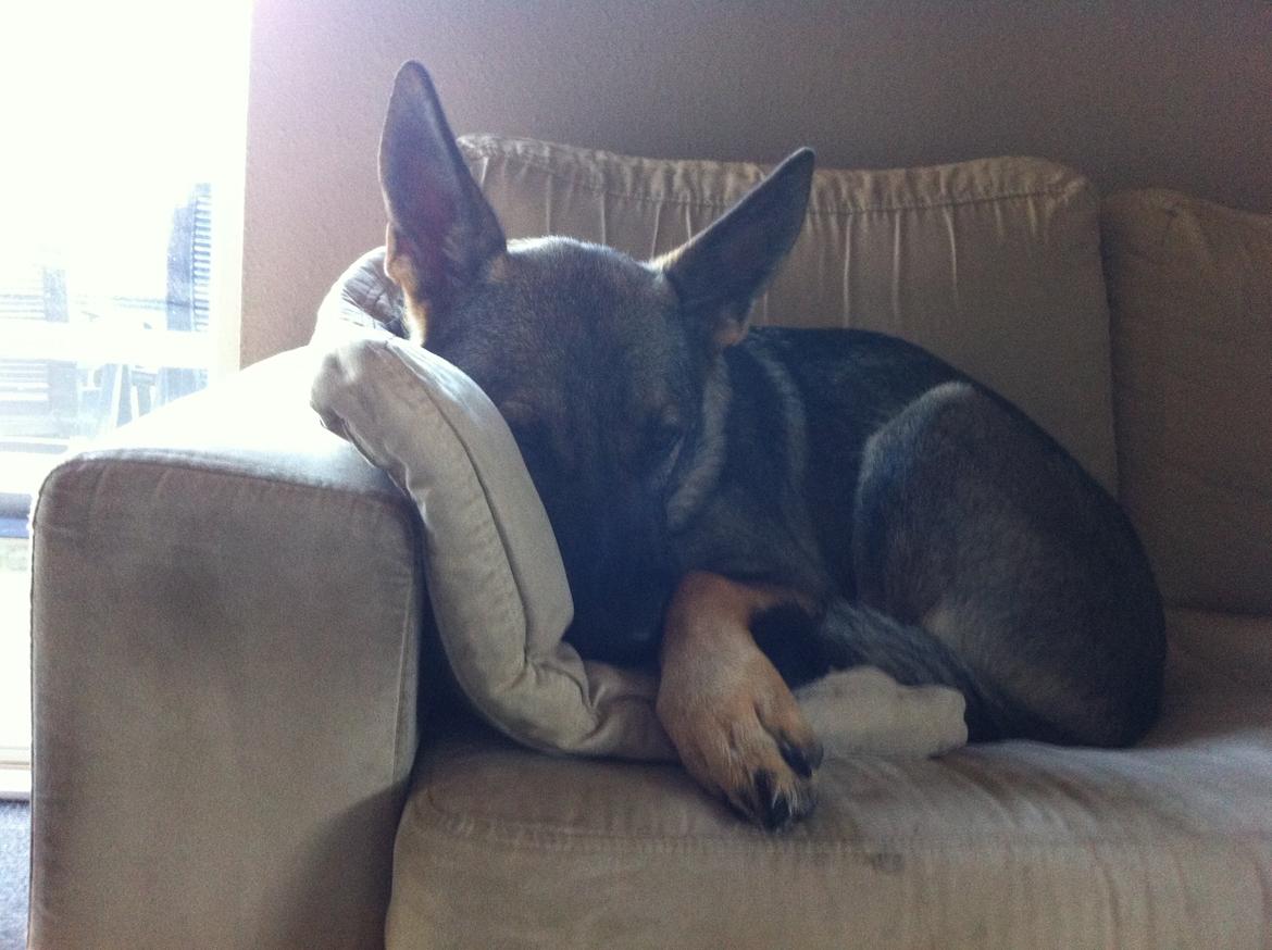 Schæferhund Abardi Luna billede 2