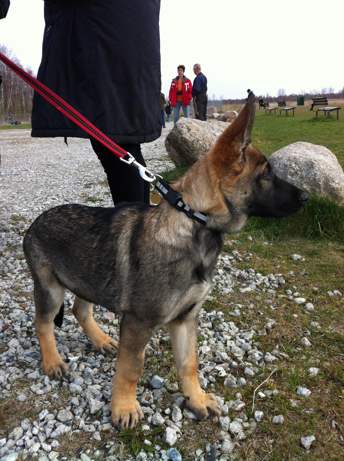 Schæferhund Abardi Luna billede 4