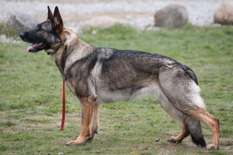 Schæferhund Abardi Astrid (sally) billede 4