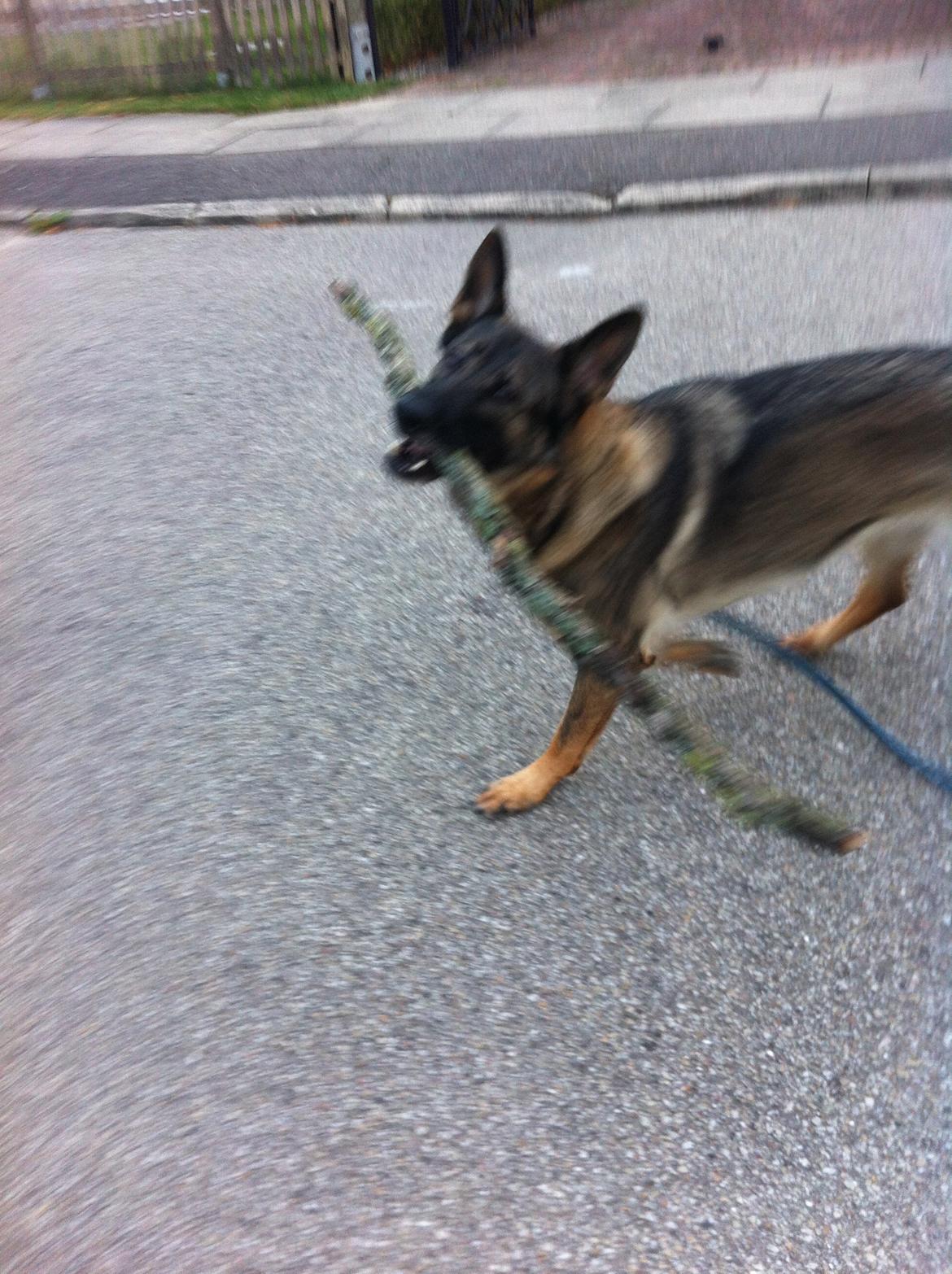 Schæferhund Abardi Astrid (sally) billede 5