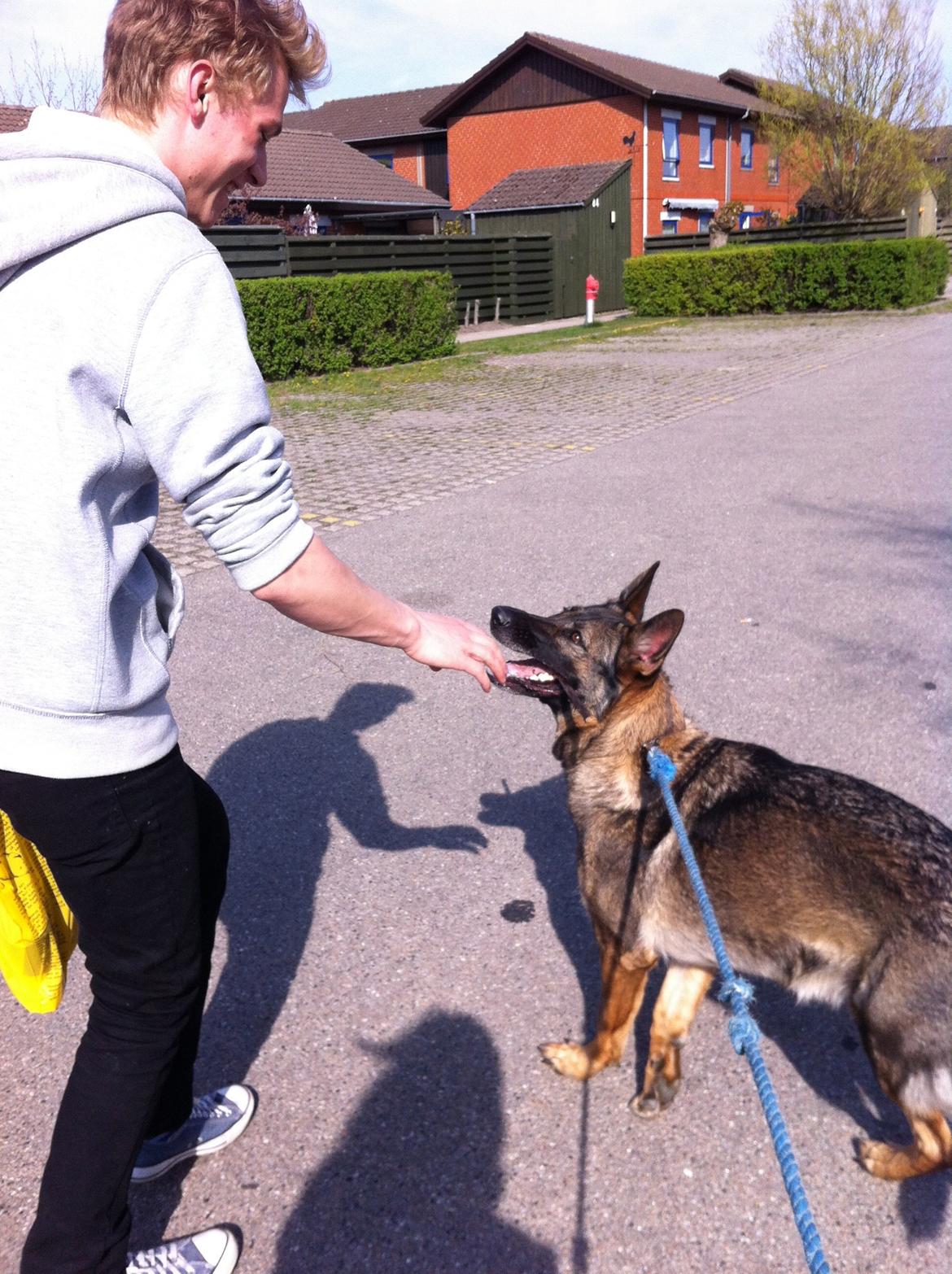 Schæferhund Abardi Astrid (sally) billede 6