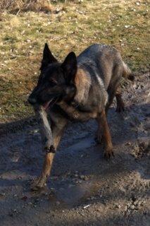 Schæferhund Abardi Astrid (sally) billede 7