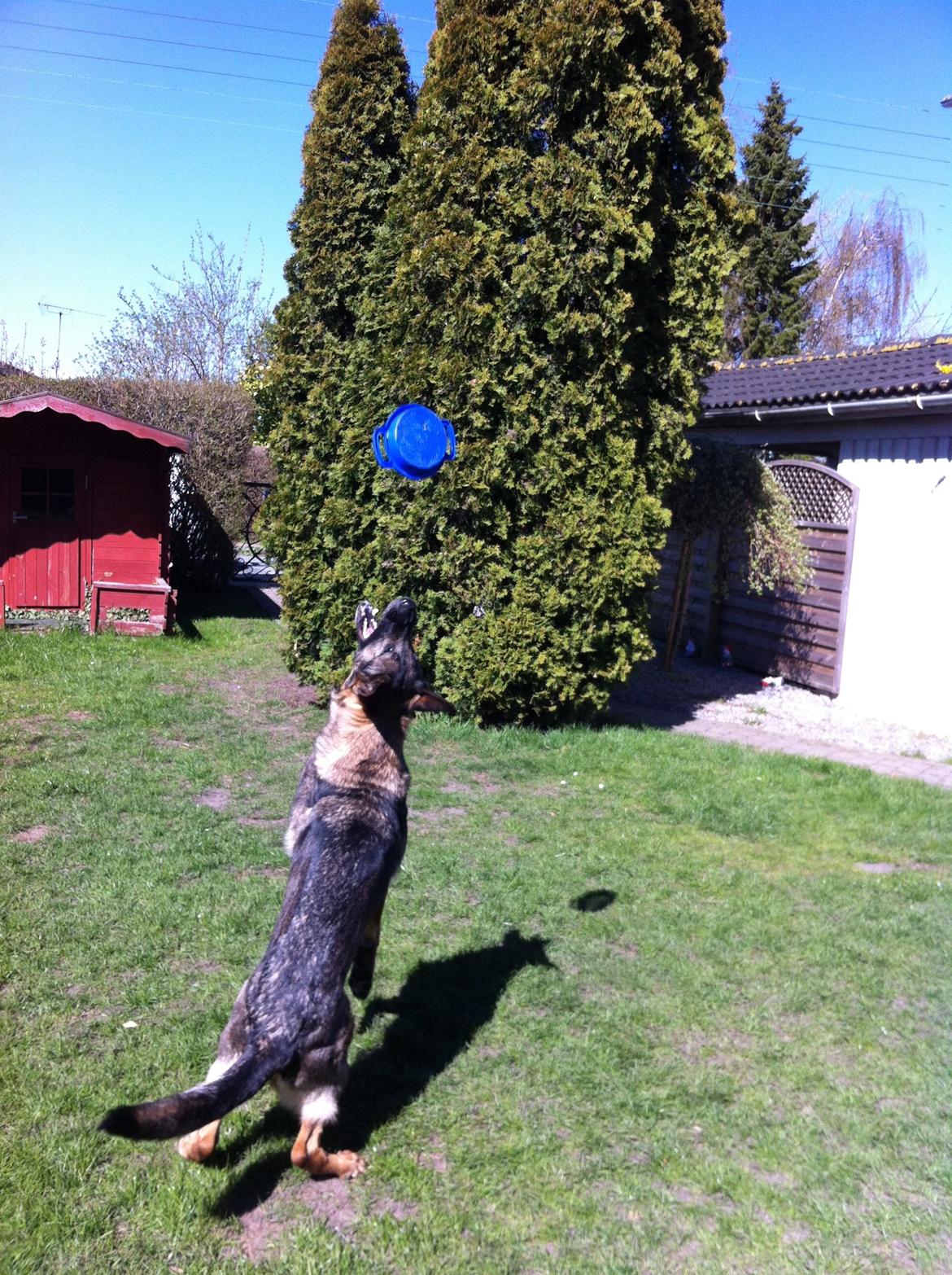 Schæferhund Abardi Astrid (sally) billede 9