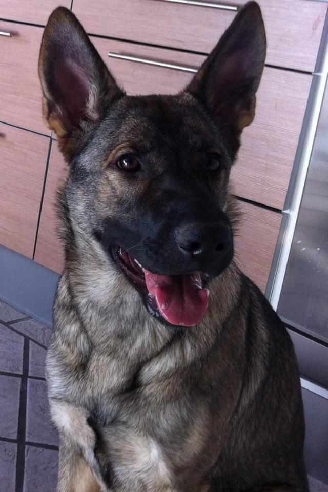 Schæferhund Abardi Luna billede 5