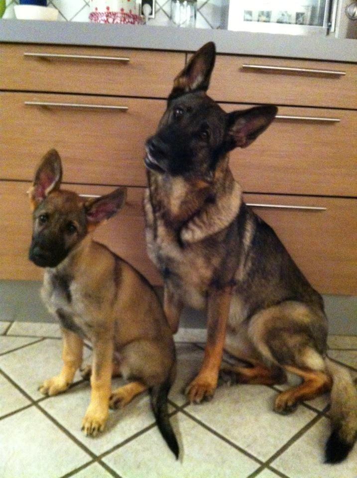 Schæferhund Abardi Luna billede 6