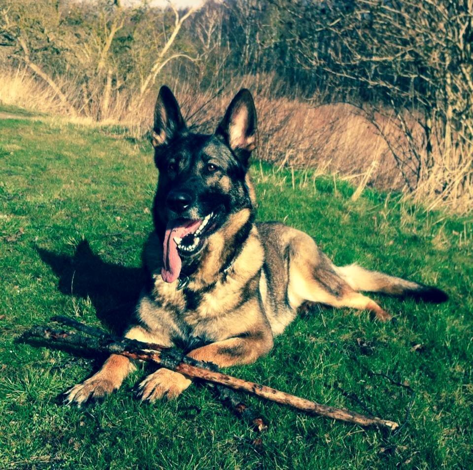 Schæferhund Abardi Astrid (sally) billede 1