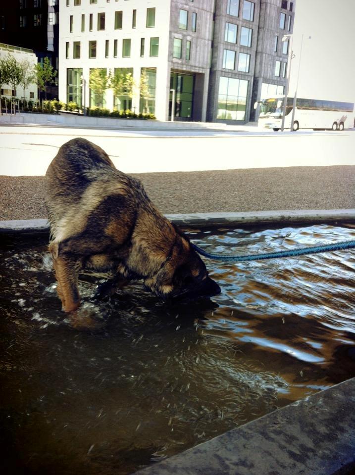 Schæferhund Abardi Astrid (sally) billede 10