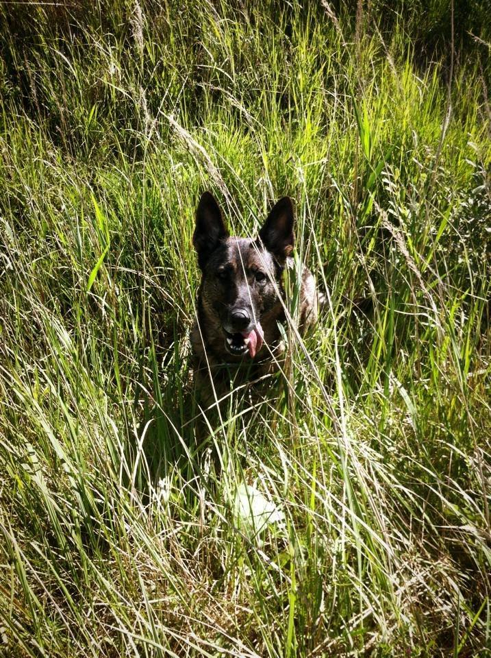 Schæferhund Abardi Astrid (sally) billede 11