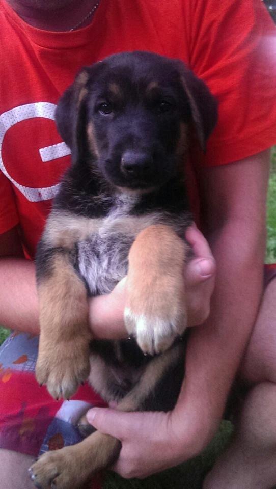 Blanding af racer Bozco billede 2