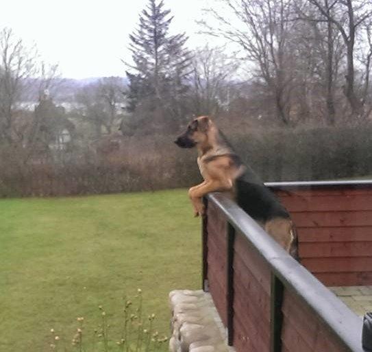 Blanding af racer Bozco billede 9