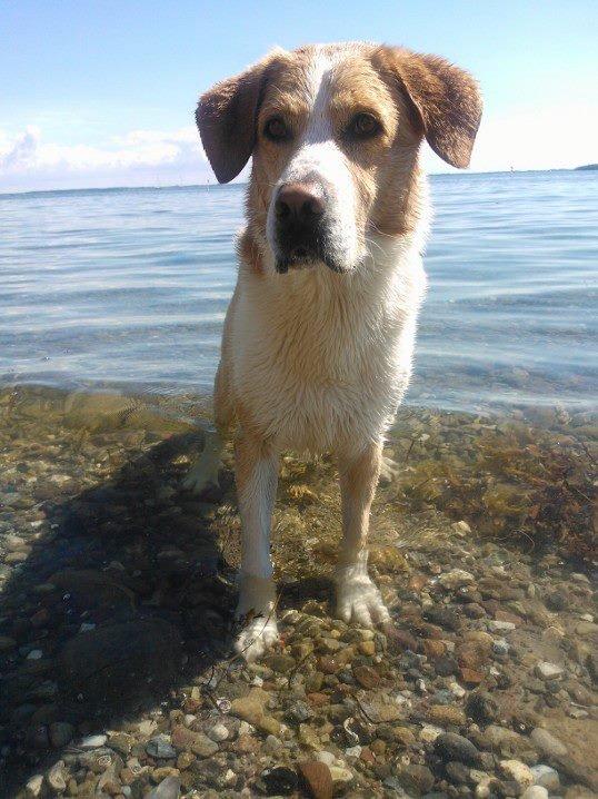 Blanding af racer Kato billede 8