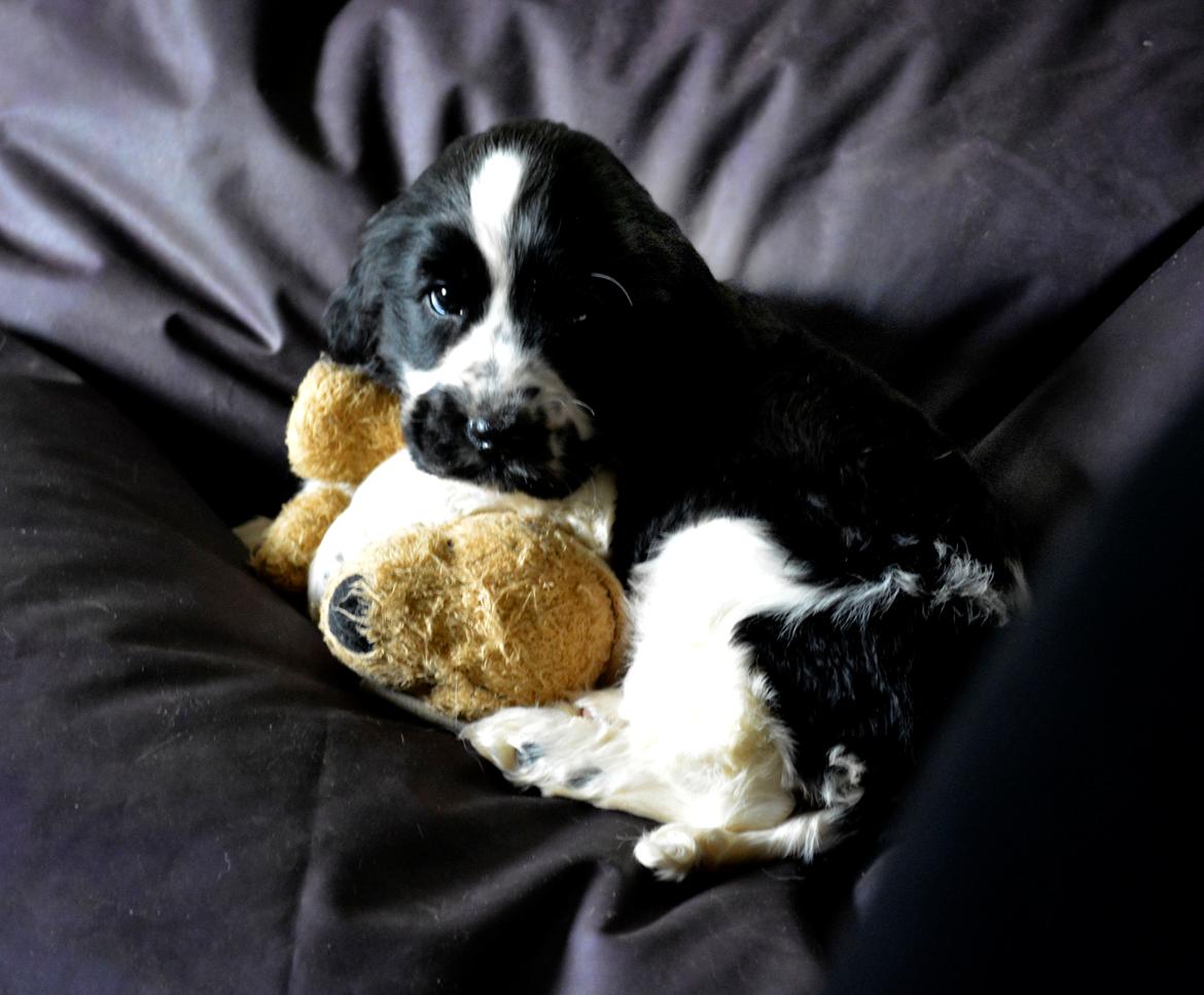 Cocker spaniel Aston billede 12