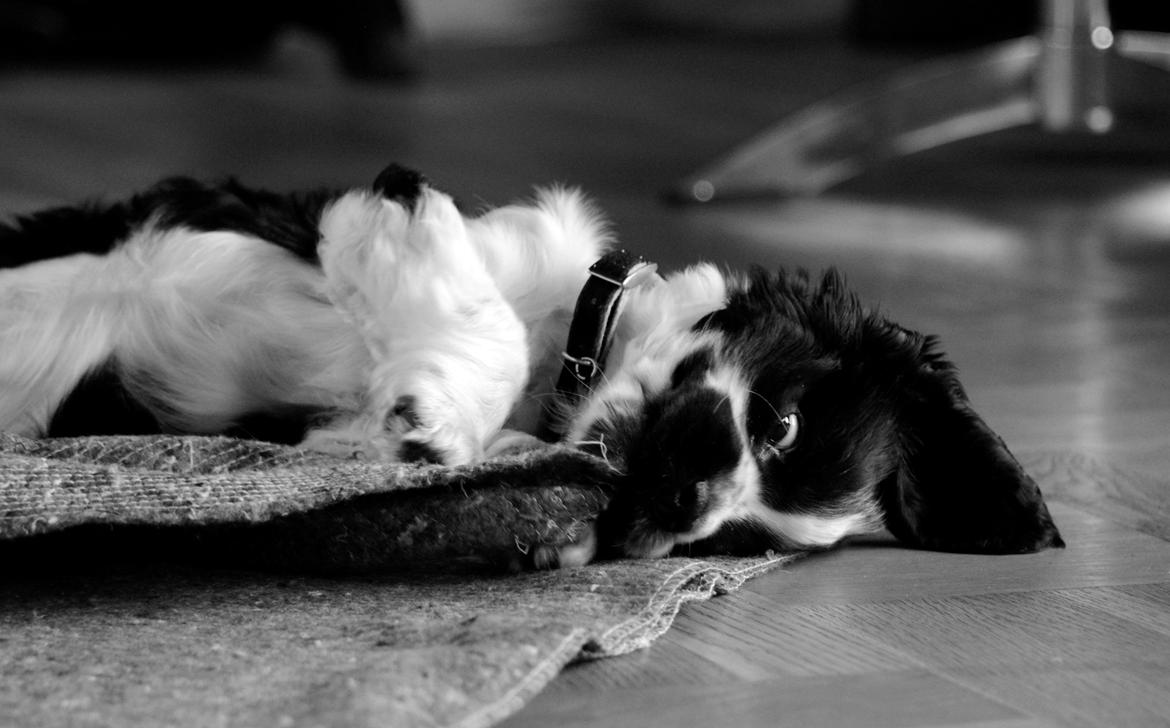 Cocker spaniel Aston billede 7