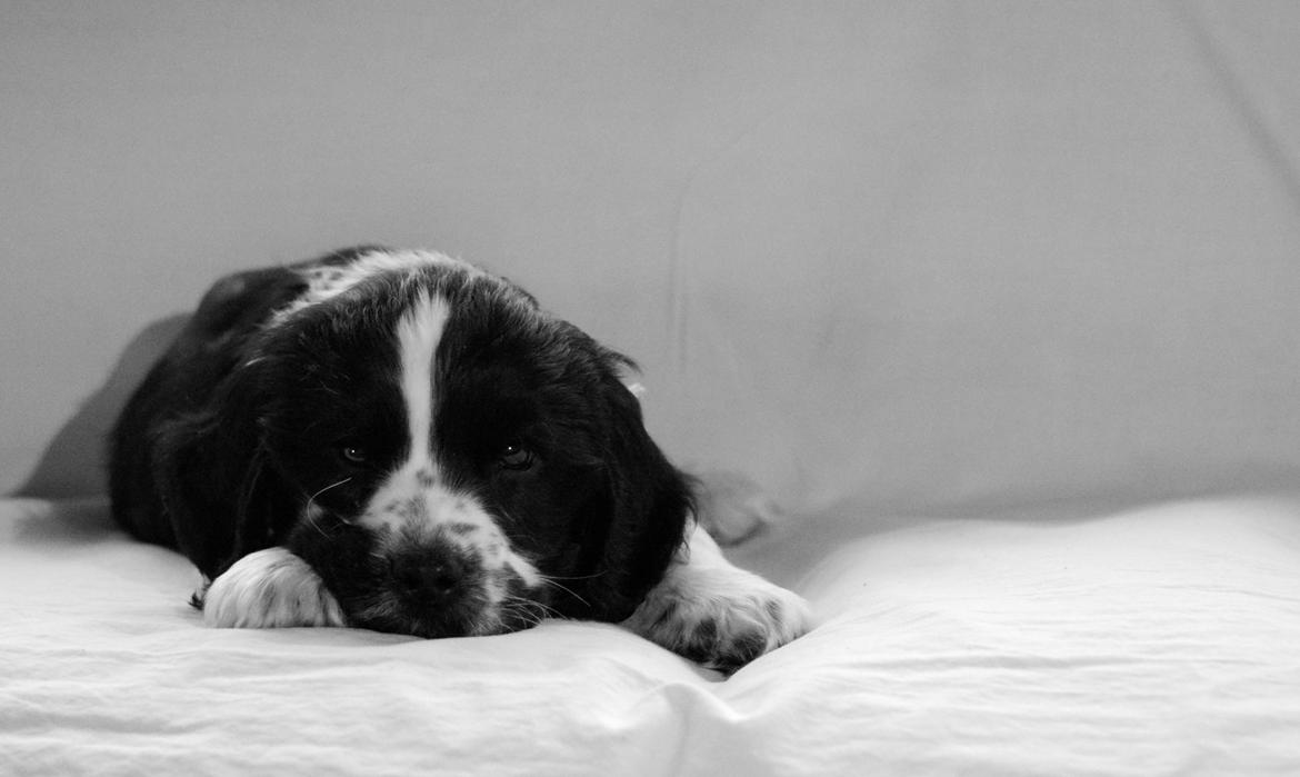 Cocker spaniel Aston billede 8