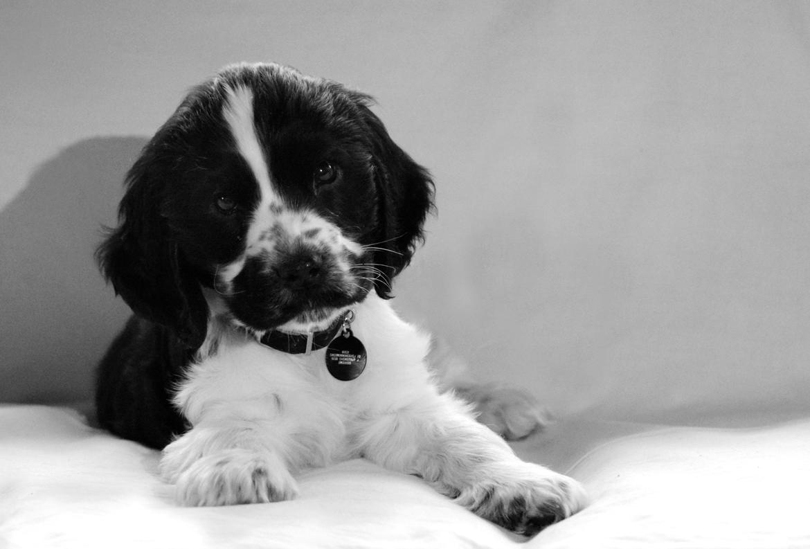 Cocker spaniel Aston billede 2