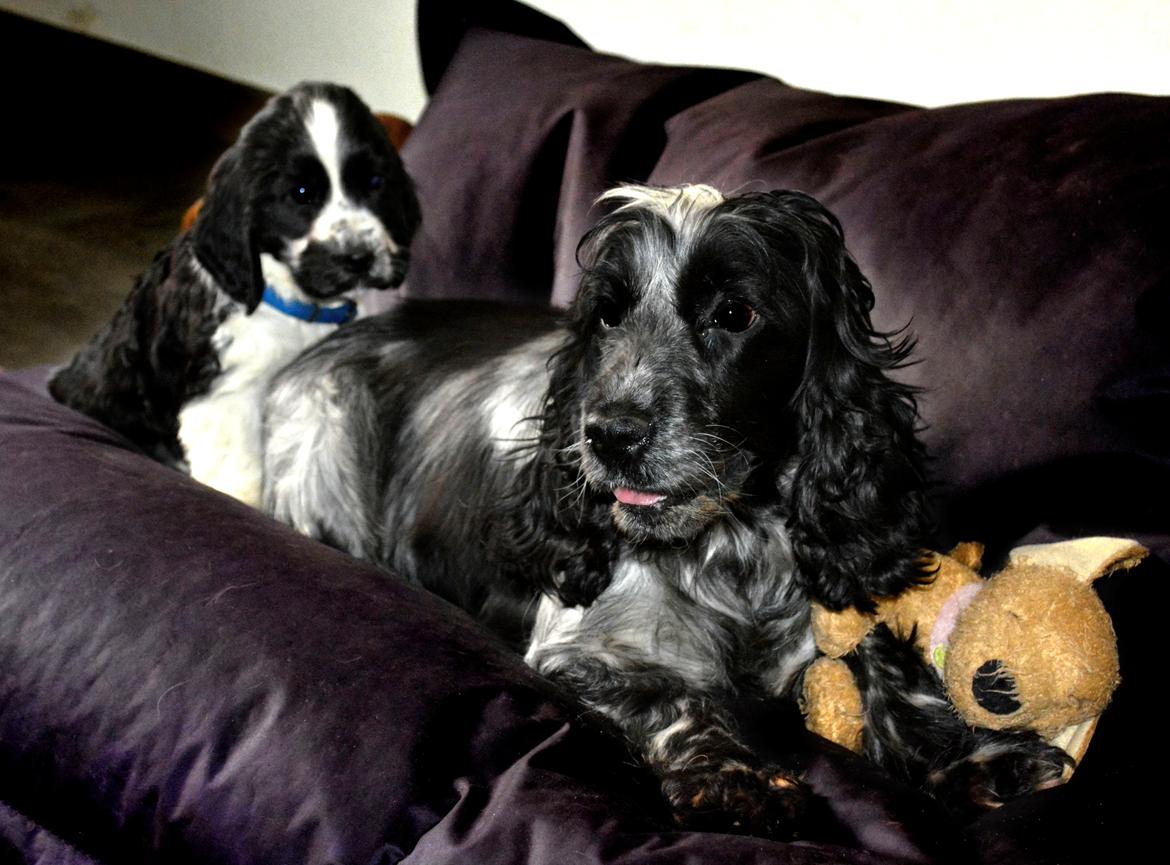 Cocker spaniel Aston billede 5