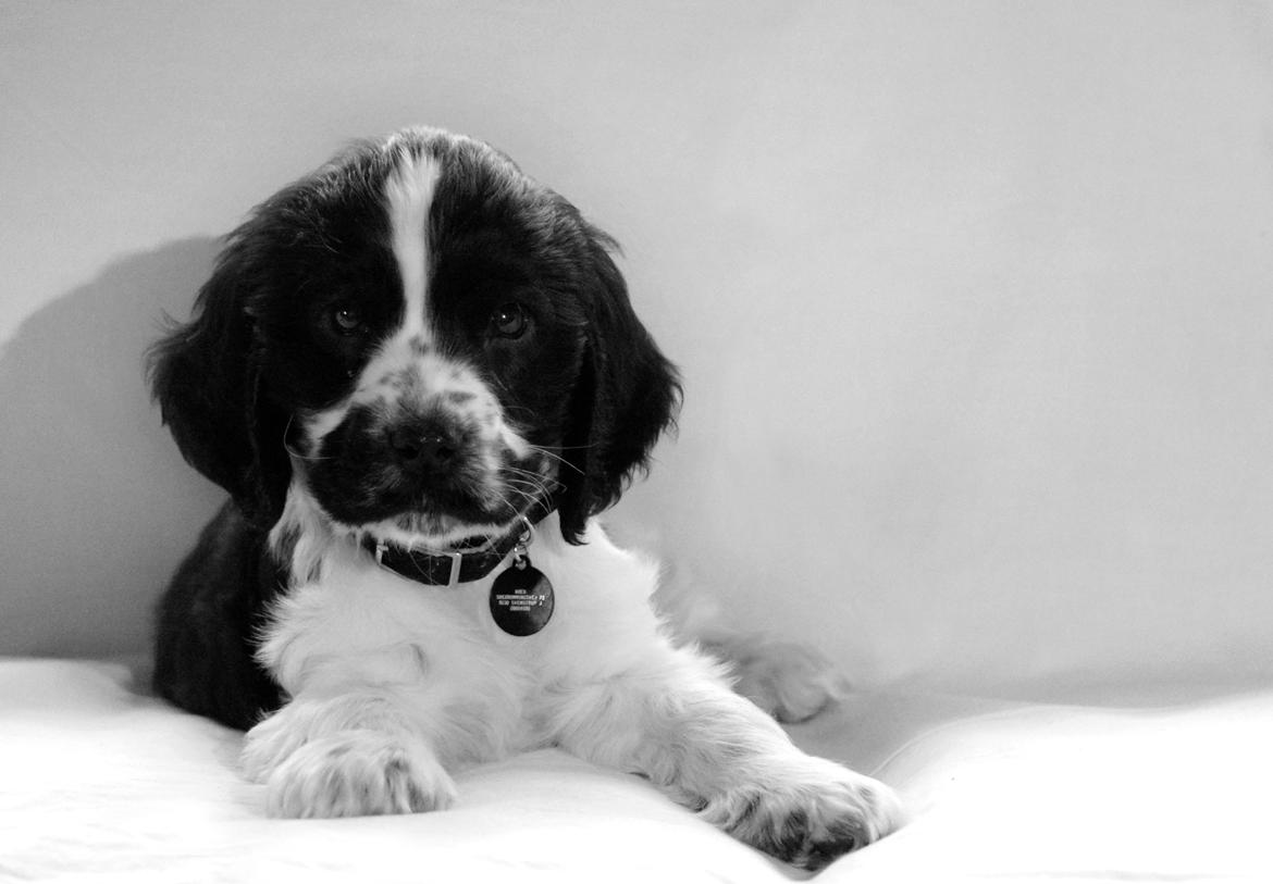 Cocker spaniel Aston billede 10