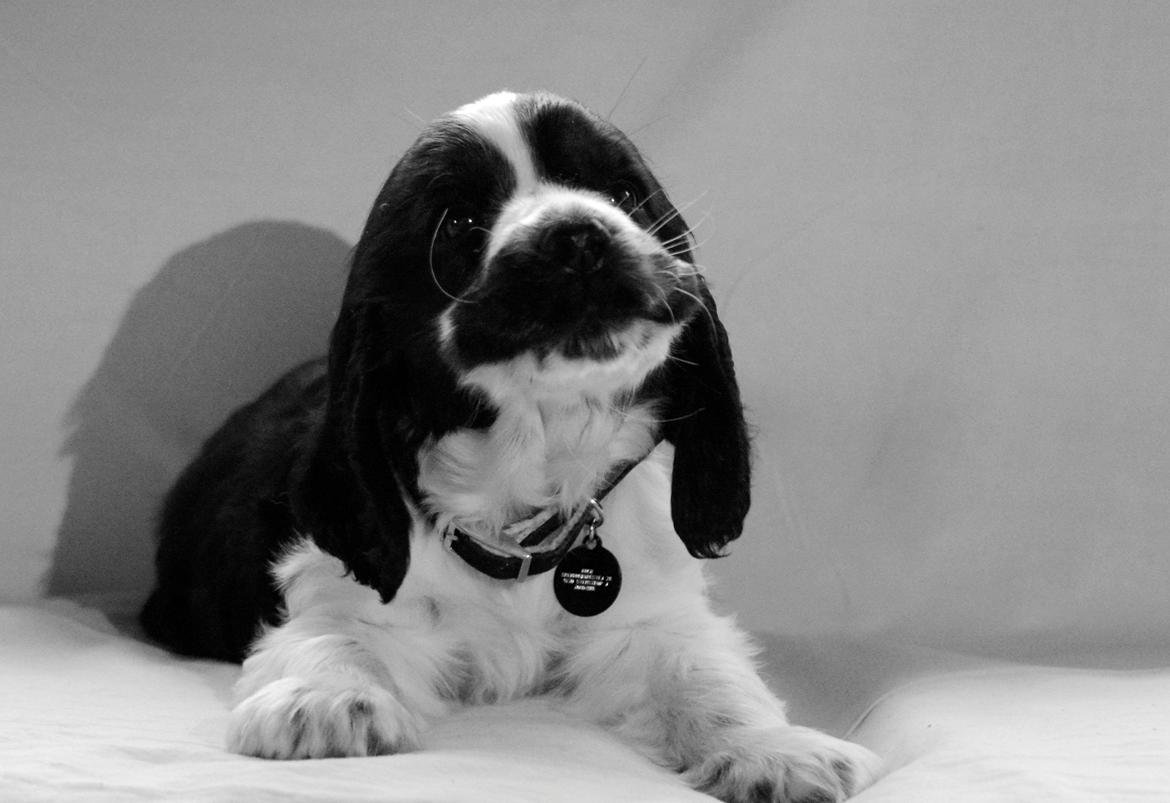 Cocker spaniel Aston billede 15