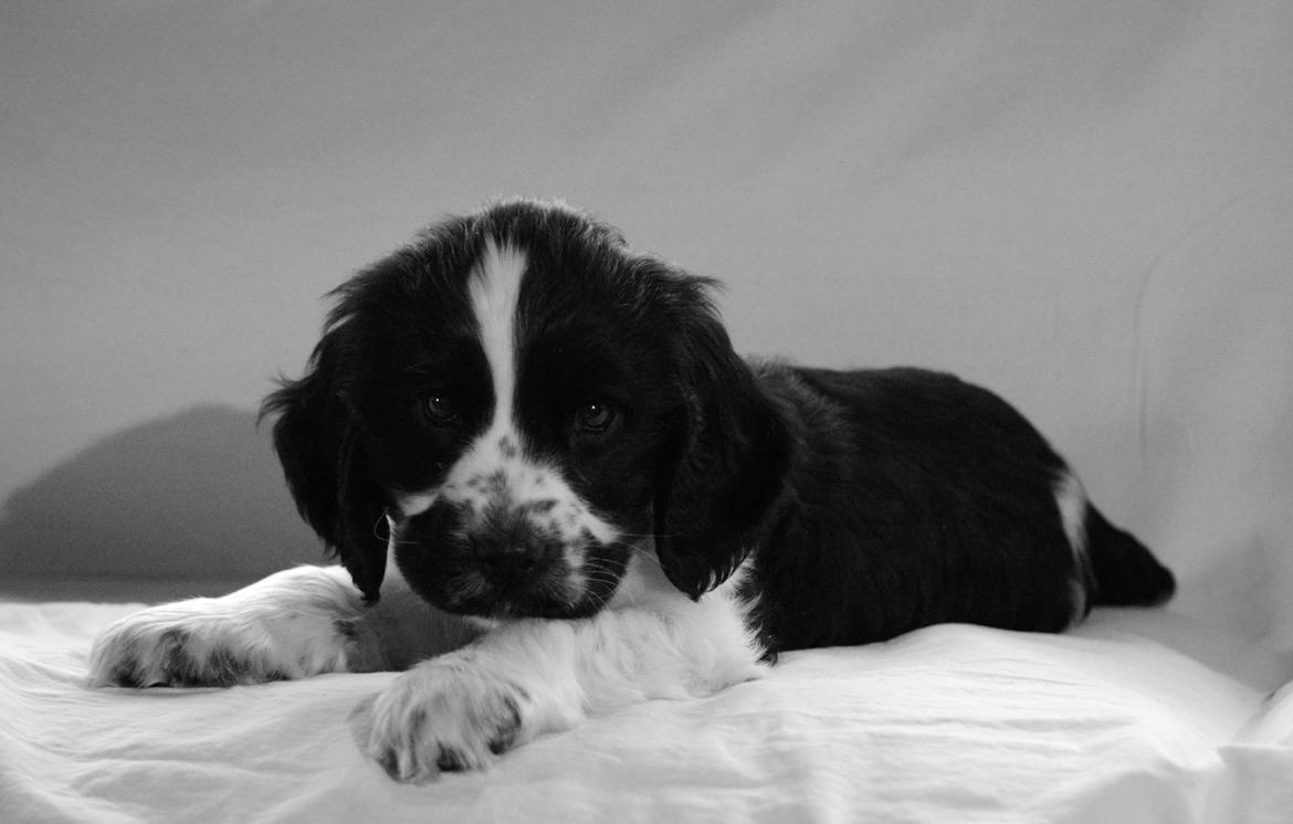 Cocker spaniel Aston billede 17