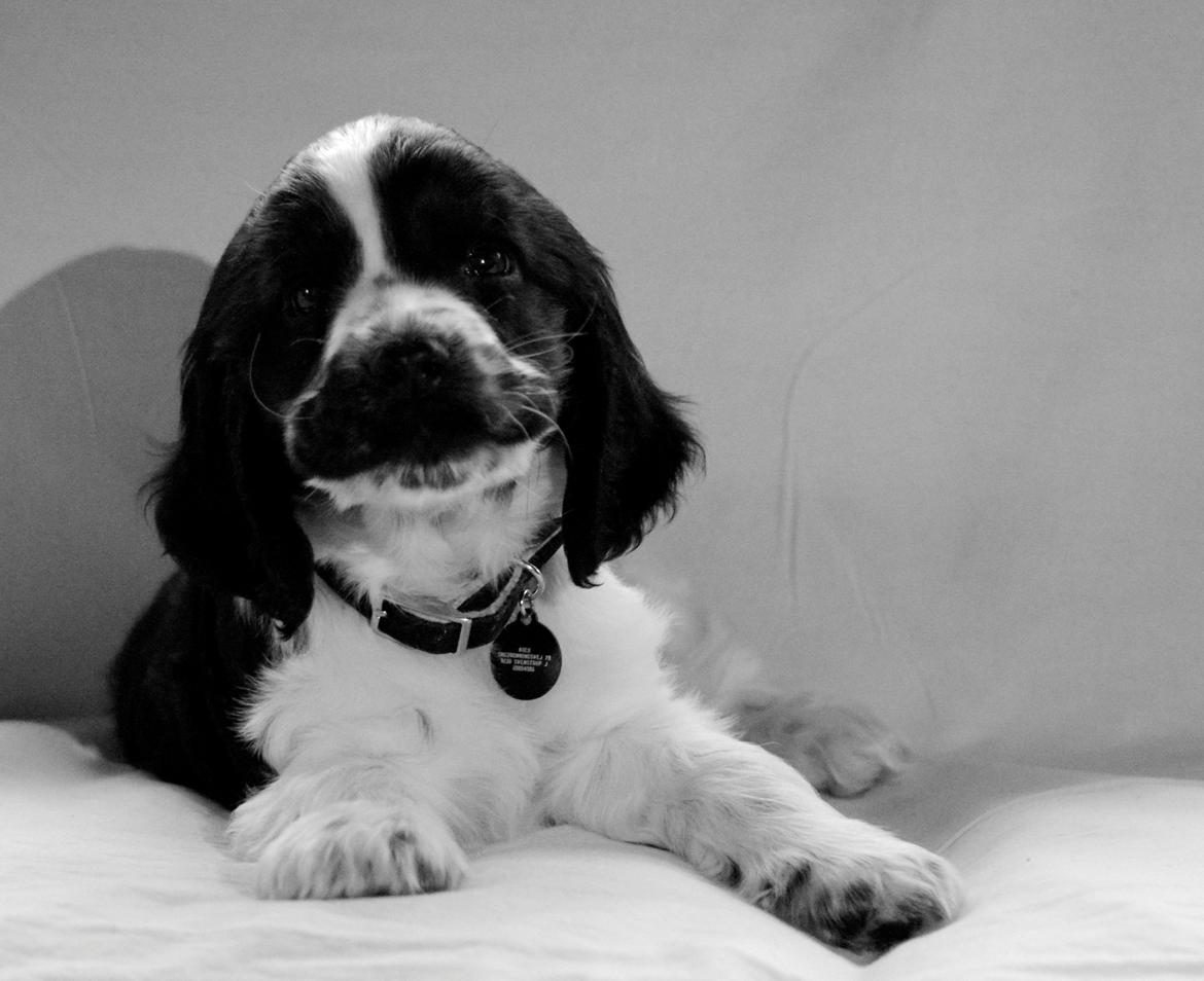 Cocker spaniel Aston billede 13