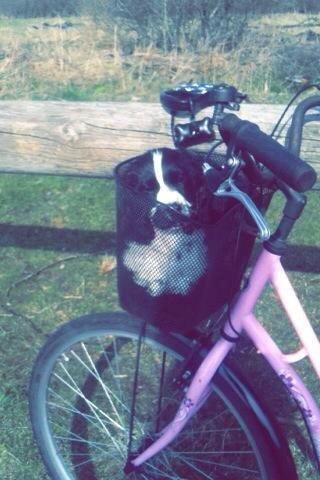 Cocker spaniel Aston billede 14