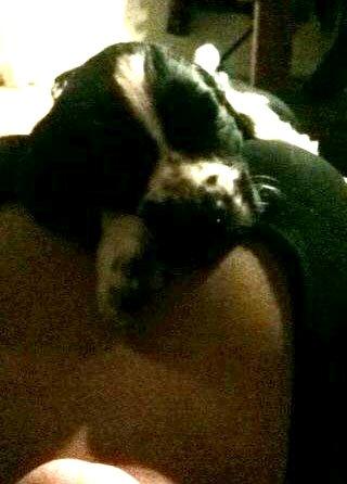 Cocker spaniel Aston billede 19