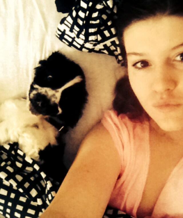 Cocker spaniel Aston billede 20