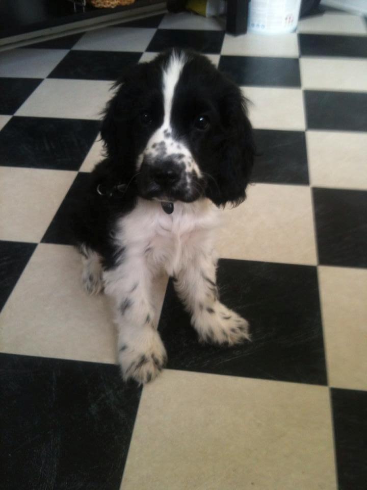 Cocker spaniel Aston billede 22